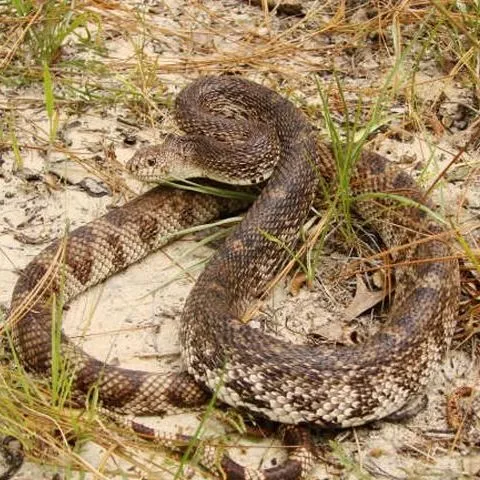 thumbnail for publication: The Florida Pinesnake: Pituophis melanoleucus mugitus